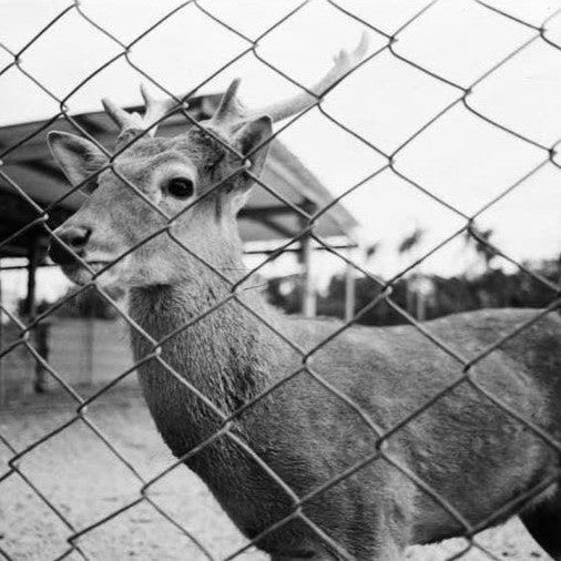 Luckypan SHD400 B&W 35mm Film
